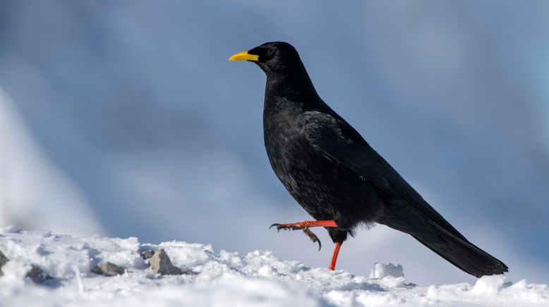 Animal Mysteries - Unglaubliches Tierverhalten