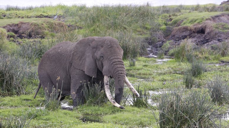 Blutiges Elfenbein - Wilderern auf der Spur