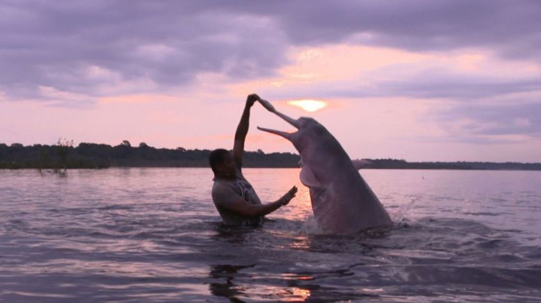 Boto, der rosa Flussdelfin