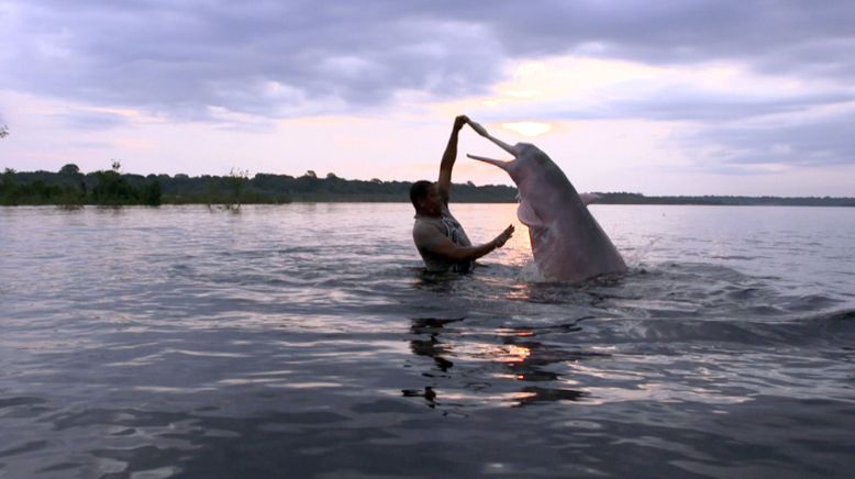 Boto, der rosa Flussdelfin