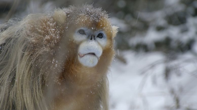 Tierische Schnee-Schule