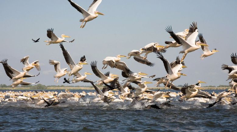 Das Donaudelta (Rumänien) - Wildnis zwischen Steppe und Meer