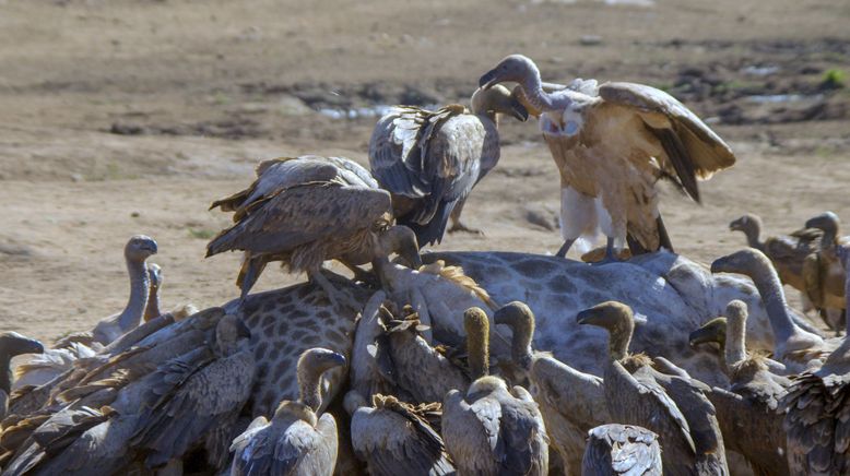 Durch das Jahr in der weltweiten Wildnis