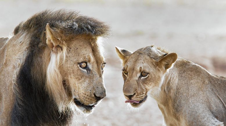 Dave Salmoni: Die Löwen von Sabi Sand