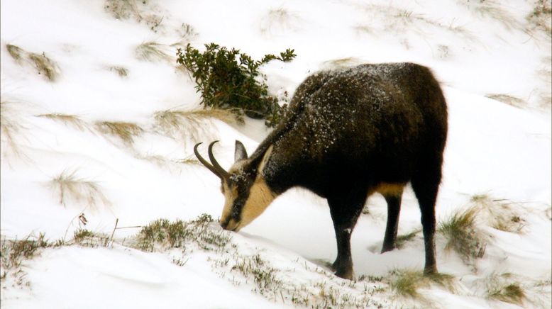 Wildnisse im Herzen Europas