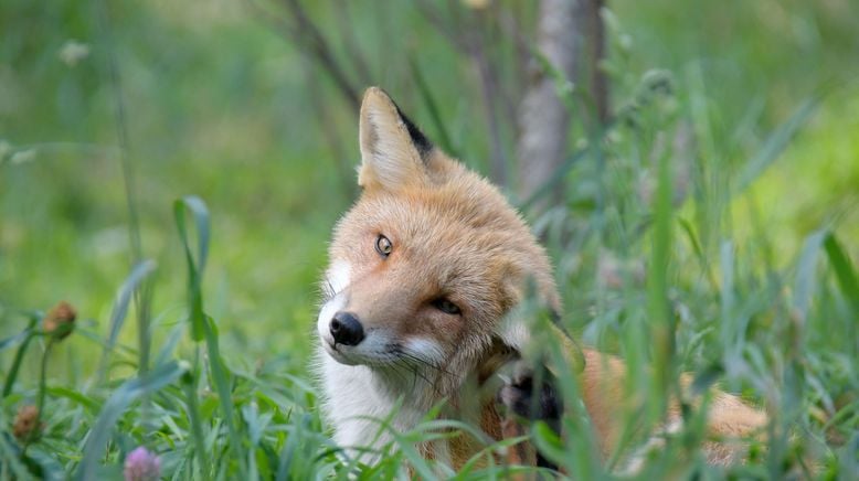 Unter Wölfen, Bären und Geiern - Ein Jahr im Wildpark Mautern