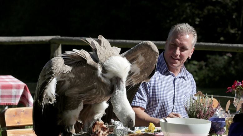 Unter Wölfen, Bären und Geiern - Ein Jahr im Wildpark Mautern