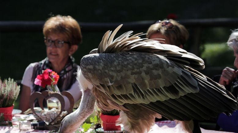 Unter Wölfen, Bären und Geiern - Ein Jahr im Wildpark Mautern