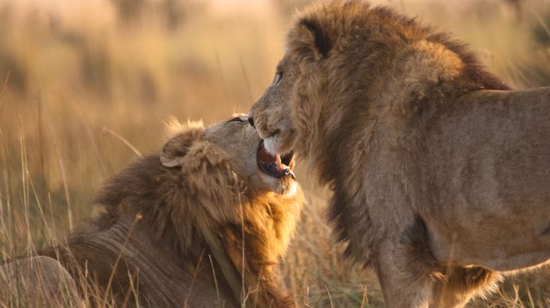 Löwenbrüder: Vom Kätzchen zum König