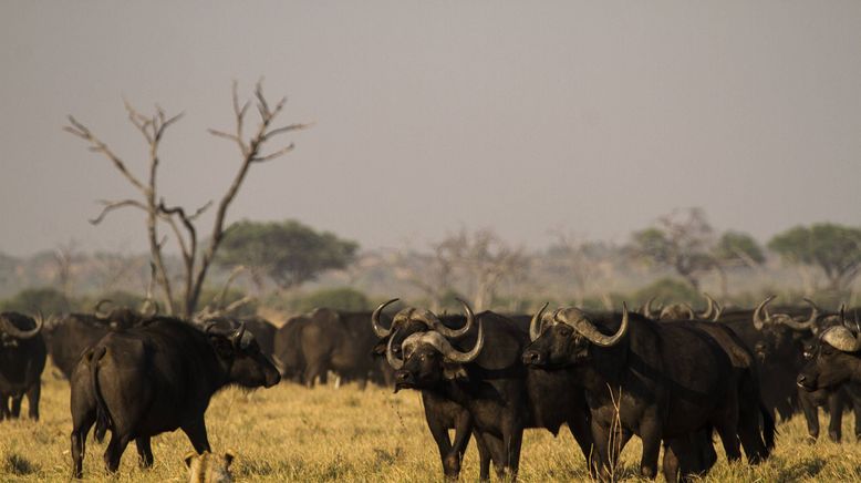 Botswana: Zum Kämpfen geboren