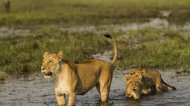 Botswana: Zum Kämpfen geboren