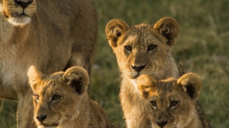 Botswana: Zum Kämpfen geboren