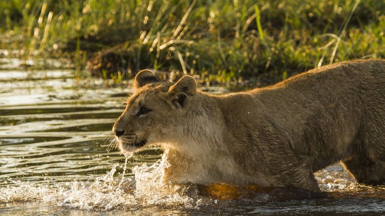 Botswana: Zum Kämpfen geboren