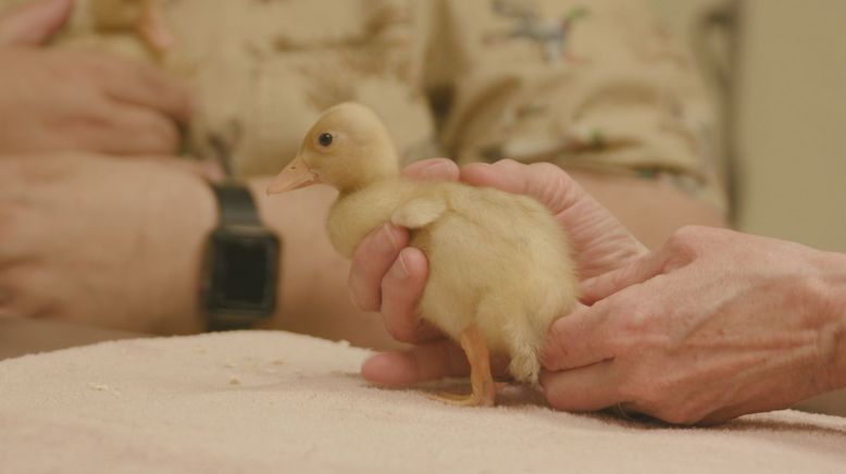 Animal Farm Michigan - Zuflucht für Tiere