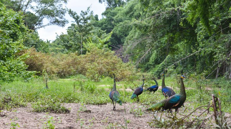 Thailands faszinierende Wildnis