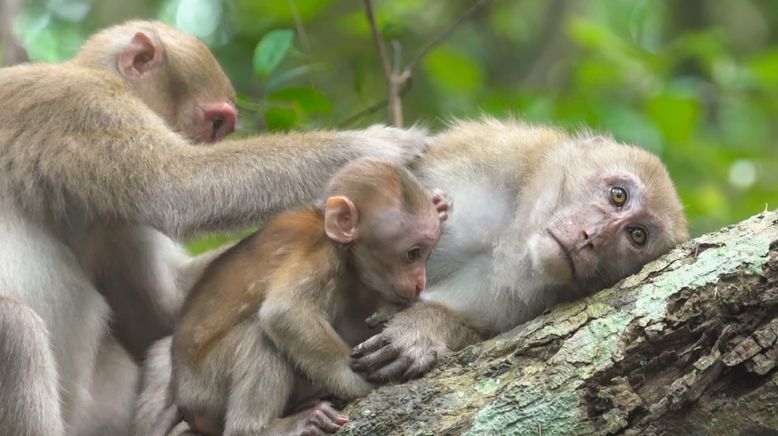 Thailands faszinierende Wildnis