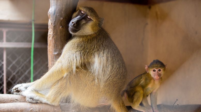 Malawi Wildlife-Rescue