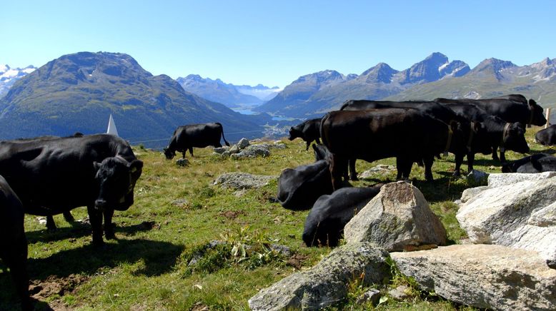 Schweizer Flussgeschichten