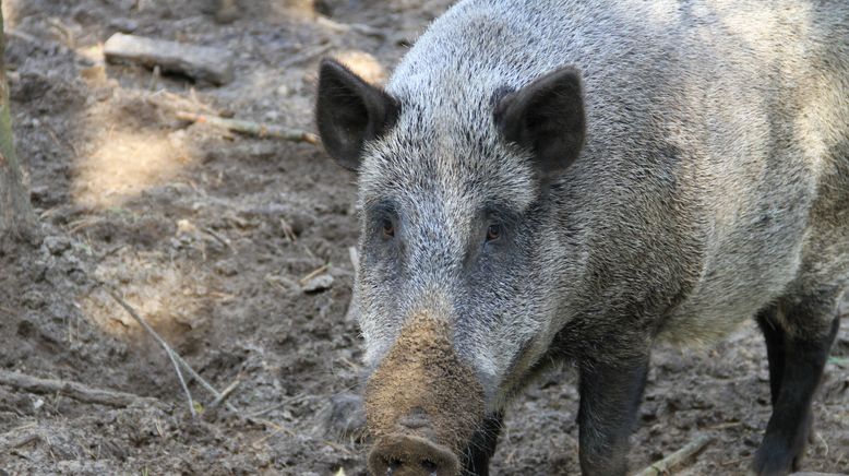 Tierische Eroberer