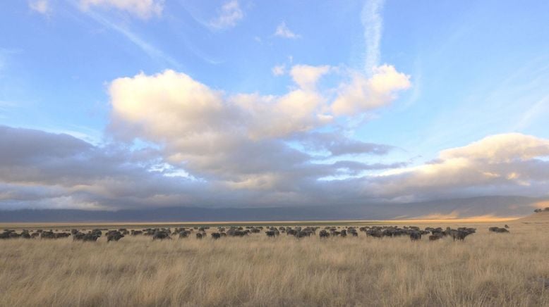 Afrika: Wilder Horizont