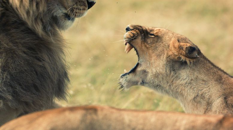 Löwinnen: Jagd ums Überleben