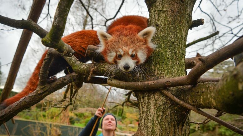 Zoo und so - Tierisch wild!