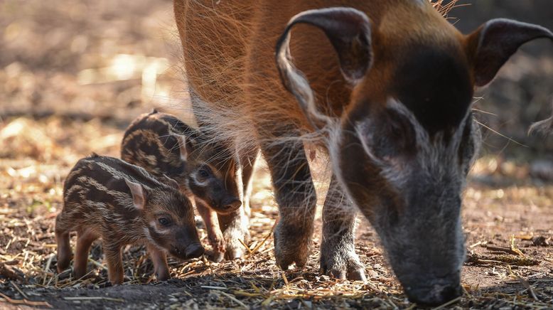 Zoo und so - Tierisch wild!