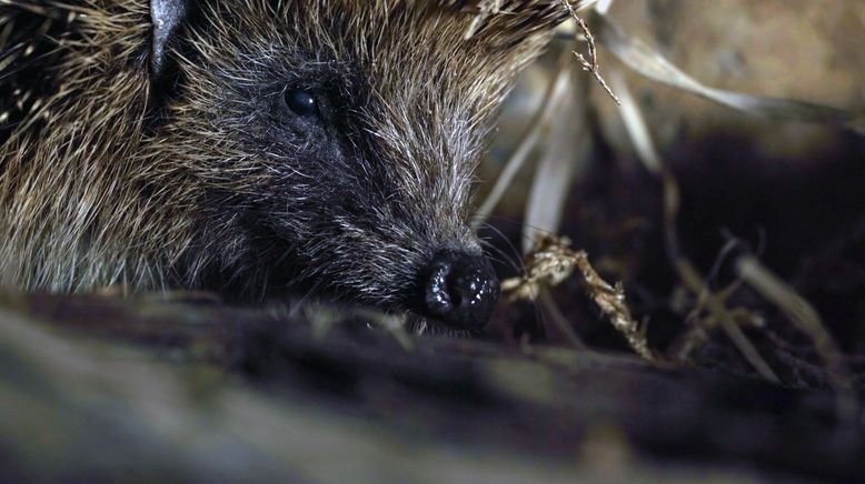 Wales - Der Wilde Westen Großbritanniens