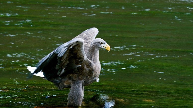 Der Flug des Seeadlers