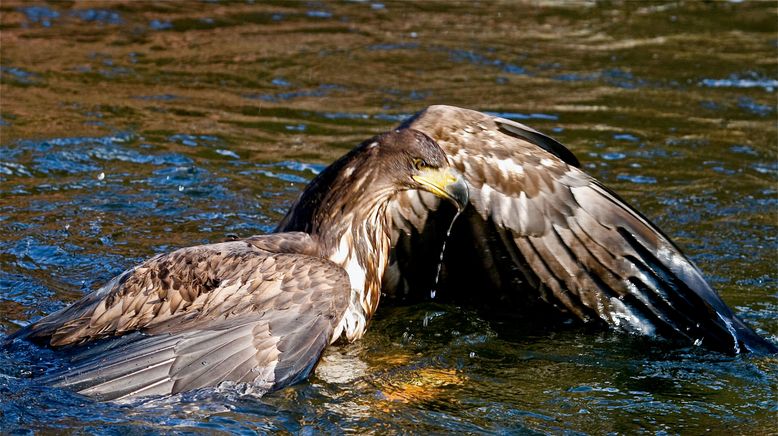 Der Flug des Seeadlers