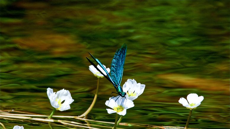 Der Flug des Seeadlers