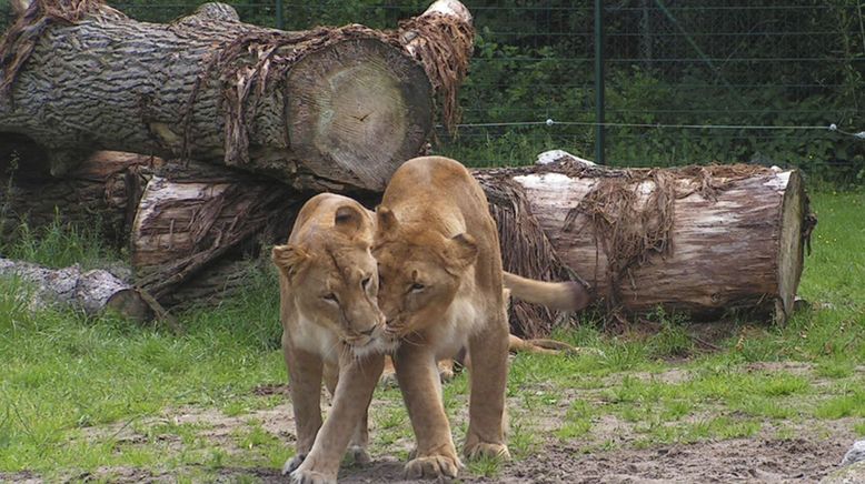 Seehund, Puma & Co.