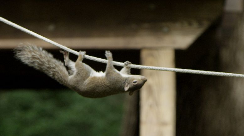 Tierische Schlitzohren