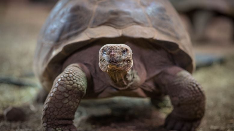 Zoo und so - Tierisch wild!