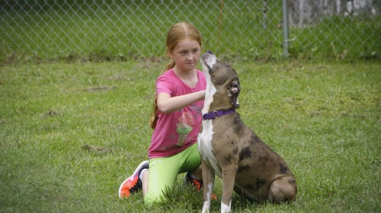 Pitbulls auf Bewährung