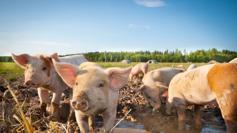 Animal Farm Michigan - Zuflucht für Tiere