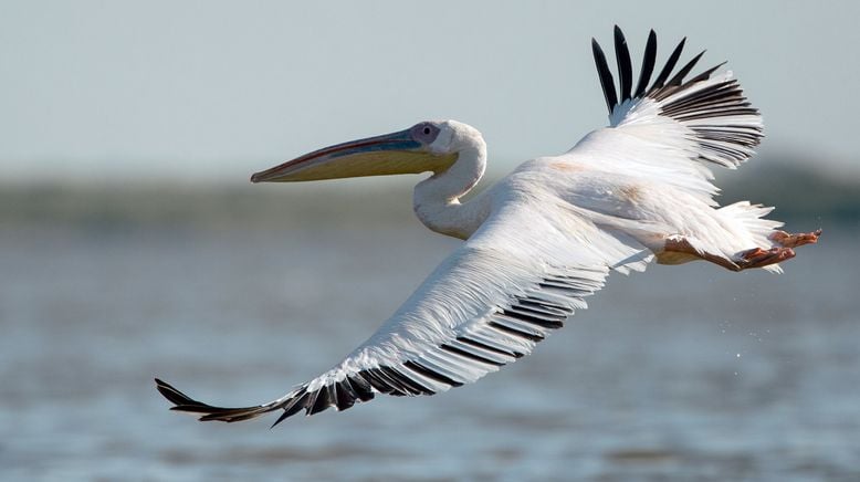 Pelikane, die Könige des Donaudeltas