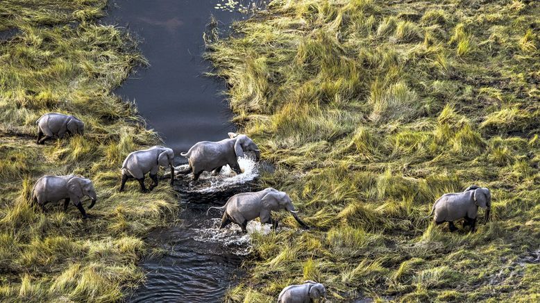 Okawango - Fluss der Träume