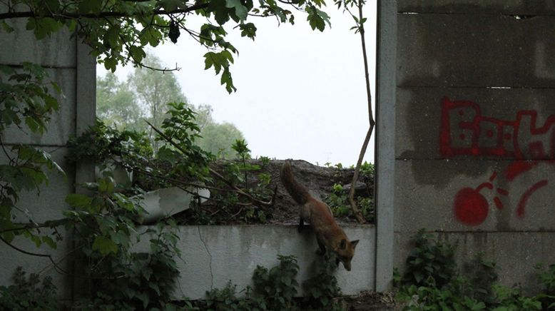 Frankreich - Wild und schön