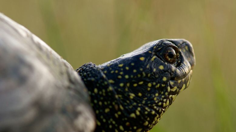 Frankreich - Wild und Schön