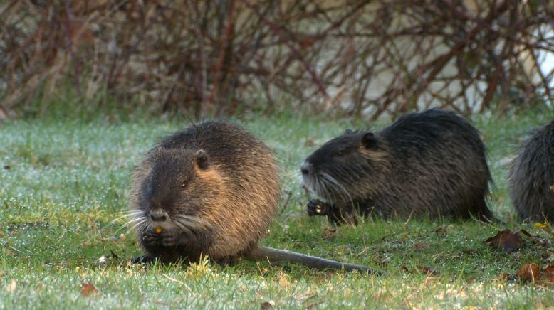 Frankreich - Wild und Schön