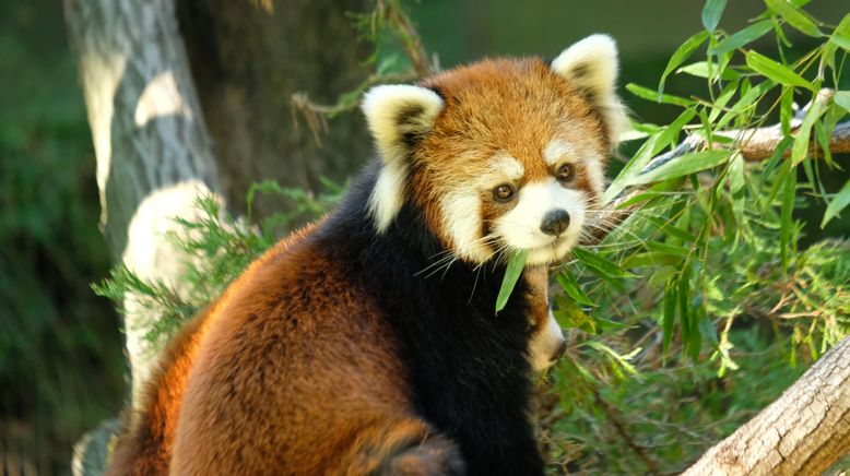 Bronx Zoo - Tierpark der Superlative