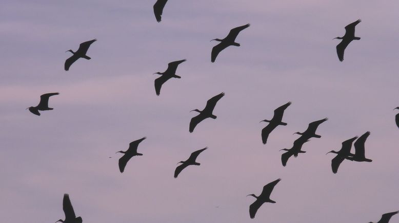 Der Punkvogel kehrt zurück