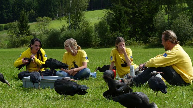 Der Punkvogel kehrt zurück