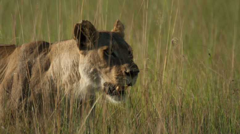 Löwinnen: Jagd ums Überleben