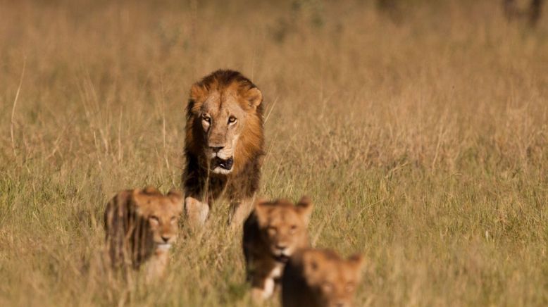 Löwinnen: Jagd ums Überleben