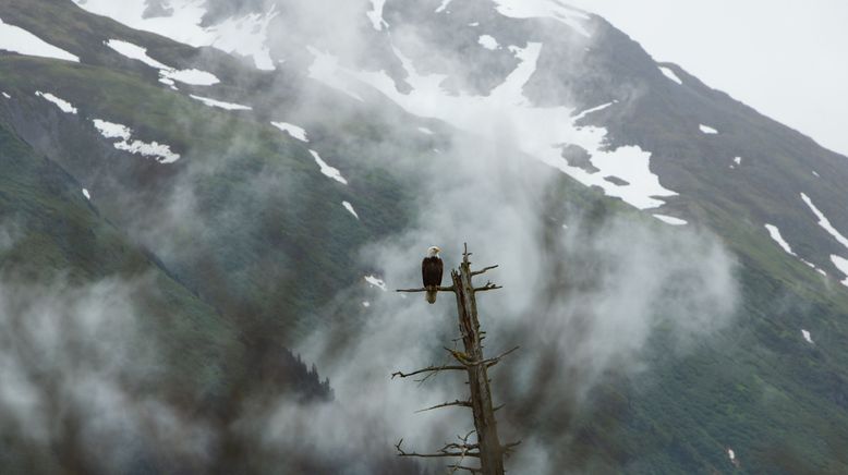 Alaskas Wildtier-Retter