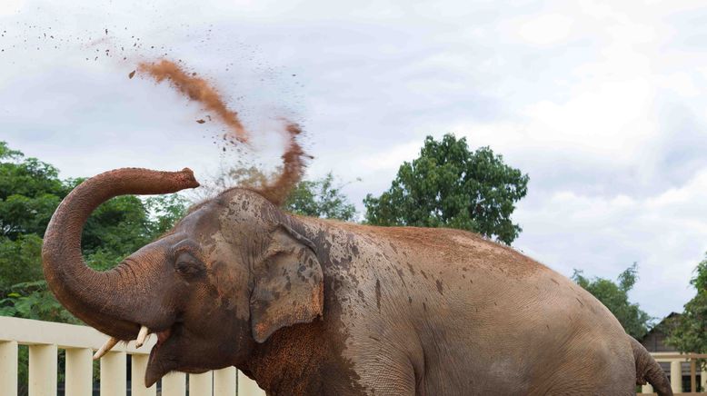 Cher und der Elefant