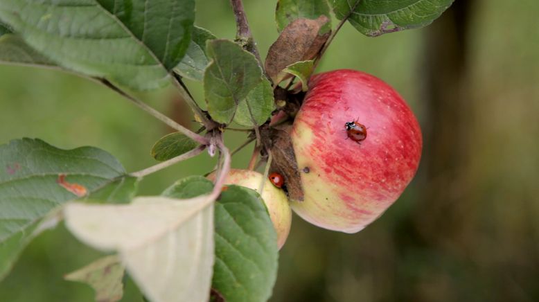 Insekten in Gefahr