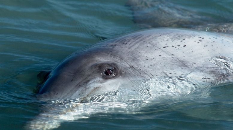 Die Delfine von Shark Bay